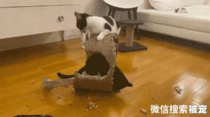 奶牛猫是神经病？愣是把房子啃没了，猫咪：我想要个海景房