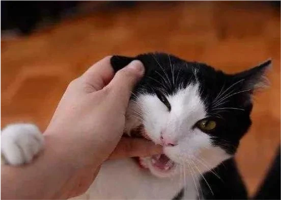 为什么有的猫咪爱咬自己的主人？