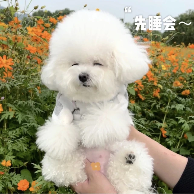 小花花和小狗仔