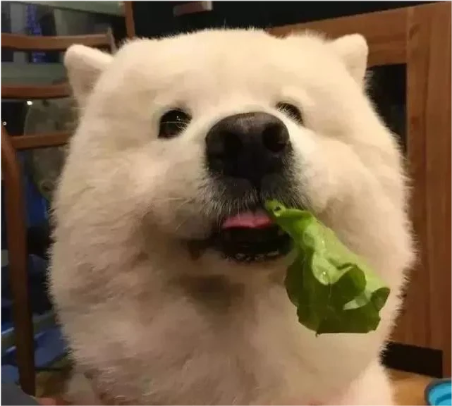 狗狗从出生开始就不给肉吃也不让闻到肉味，几年以后突然给一块肉它会吃吗？