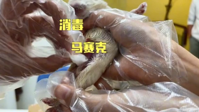 10天大的小奶狗失去了妈妈，男主人化身奶爸喂奶：你要快点好起来哦