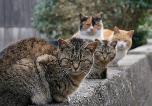 〔背景〕可爱猫咪、QQ微信朋友圈背景图