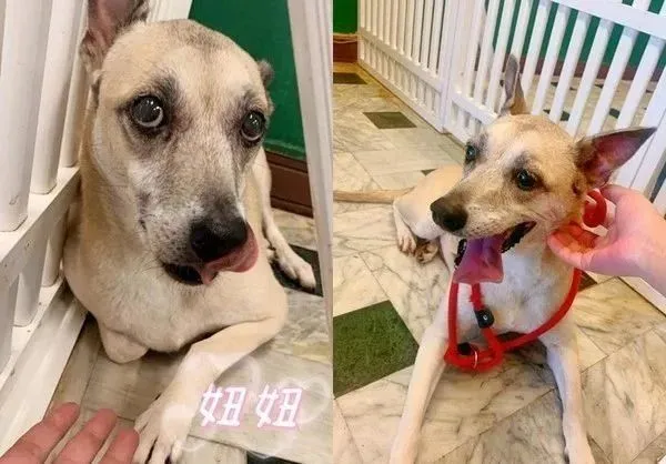 临终等不到它幸福！癌末爷爷最后视频，怀念一起吹冷气，心系爱犬