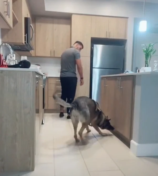 搜爆犬退役后闲不住，主人只好买来“弹药”，真是个劳碌汪