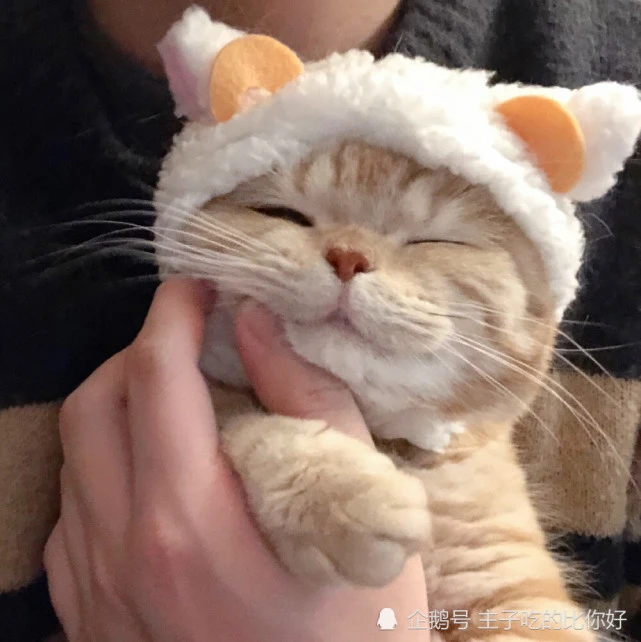 一只健康的猫咪，应该是怎样的？快看看你家主子符不符合这五点！