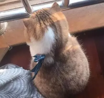 没想到猫咪的背影都这么萌，AWSL！