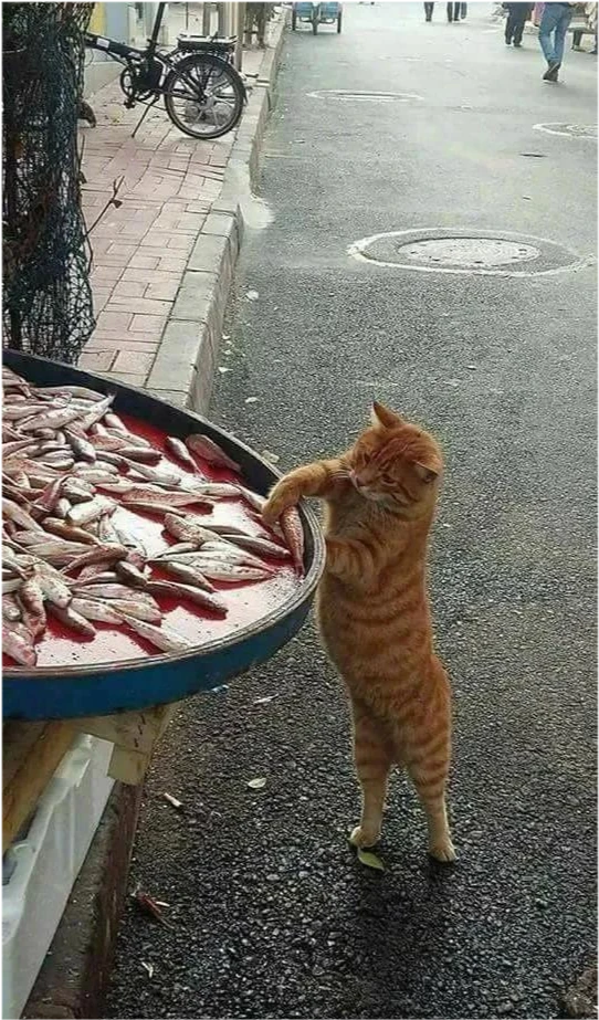 橘猫为何广受欢迎？