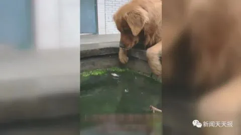 乐山这只金毛犬走红网络，坐拥200多万粉丝