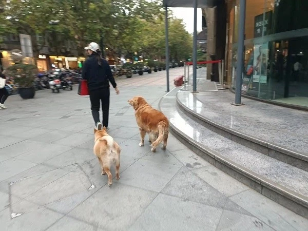 女子携3只狗出门却都未牵绳 市民：应文明养犬