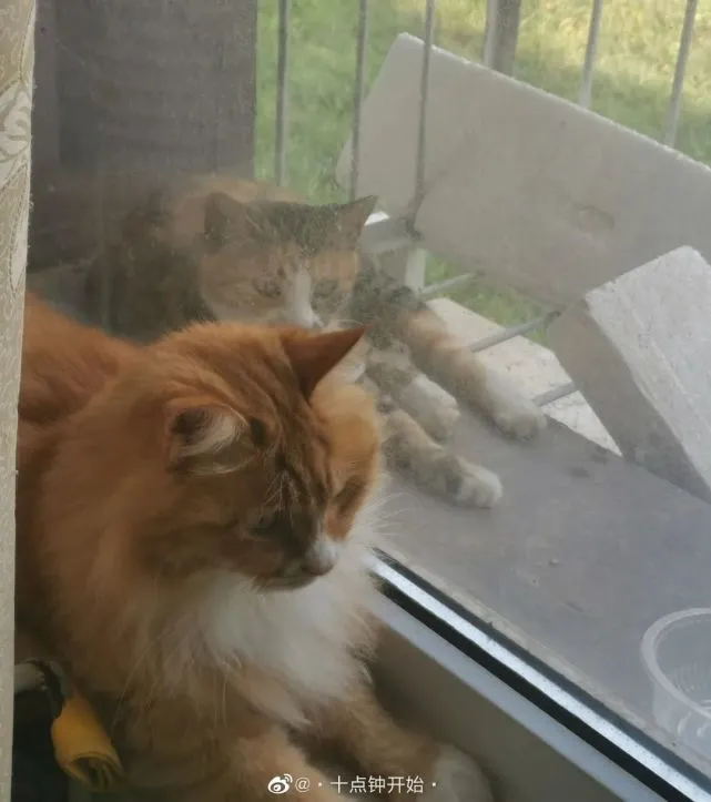 家里养猫的人真的别住一楼！因为…会长猫的！