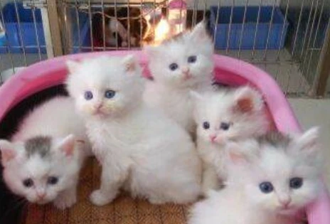 波斯猫能吃温热的食物吗？