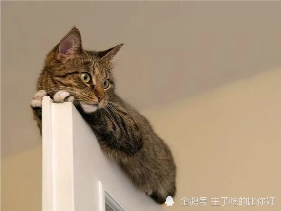 如何正确“封印”一只猫？学会这五种方法，轻松捕获喵主子！