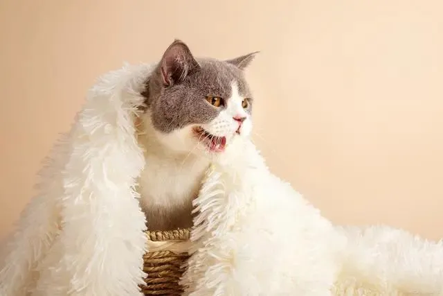 小猫多久洗一次澡？这个观念有点另类，却是20年养猫人经验之谈！
