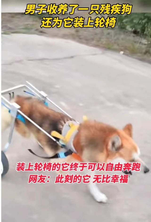 半身瘫痪狗狗坐上了轮椅，跑的也不慢