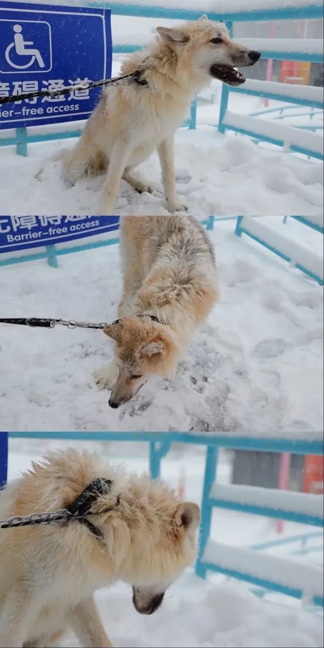 呆萌！企鹅外出看雪景开心地满地撒欢
