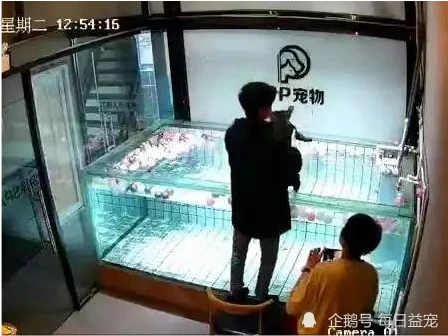 狗狗被扔水中游泳，不到1分钟就溺亡了，主人全程只顾拍视频！