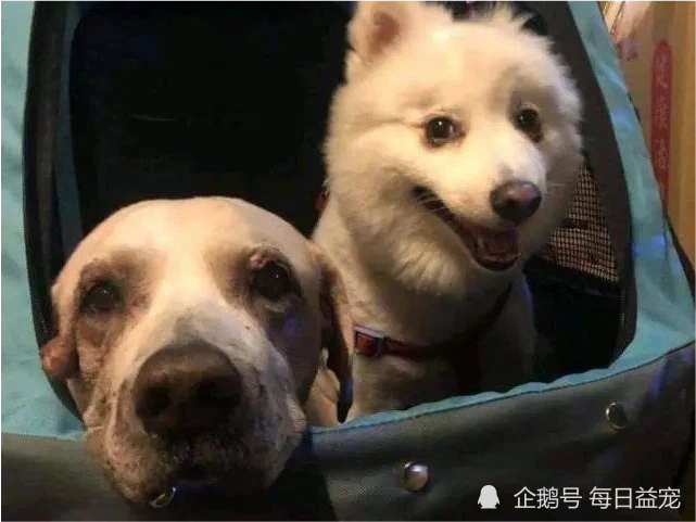 年迈狗狗将被安乐，主人含泪带它最后一次看海：来生再见！​