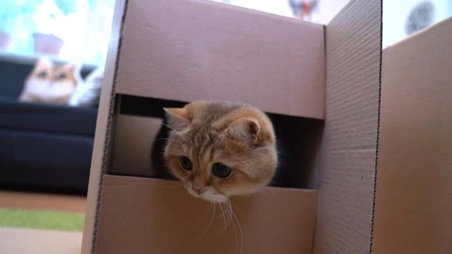 猫咪“缺少安全感”的几个表现，铲屎官知道吗？