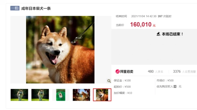Qing听丨柴犬登登原主人现身赎狗 买家称不会放手