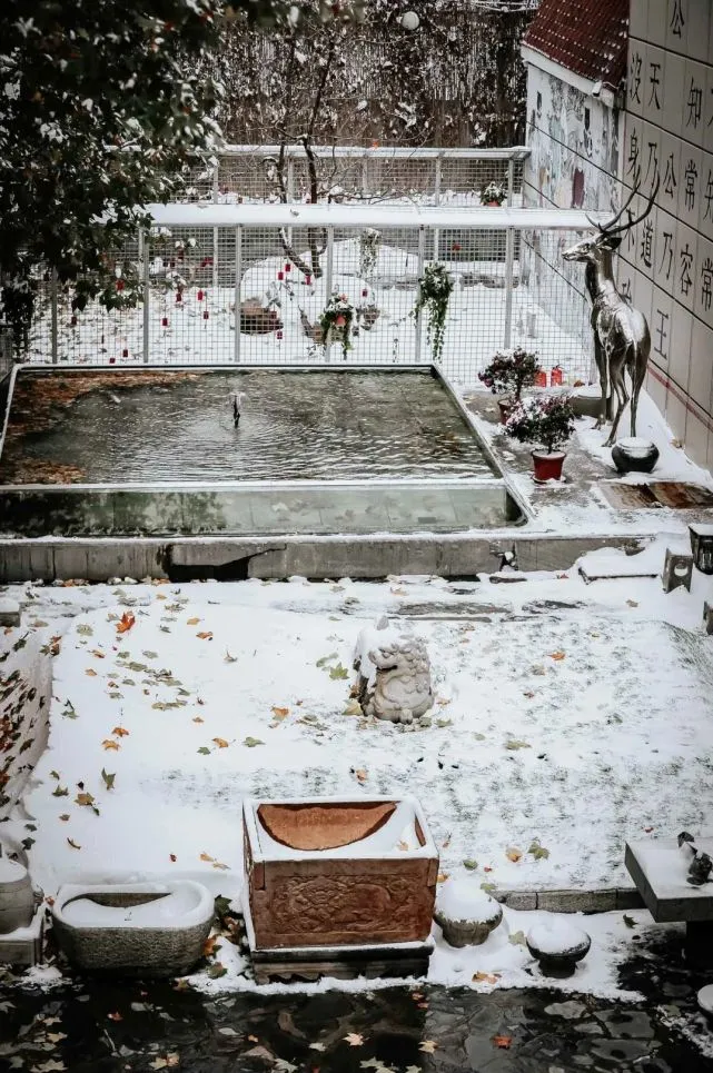 小猫咪会记得初冬的第一场雪吗？