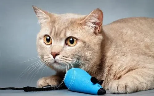 猫寿命最长34年，吉尼斯纪录！