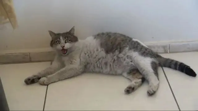怀孕猫妈在诊所门口一直叫唤，医生愣在了原地，喵：赶紧的，我要生了