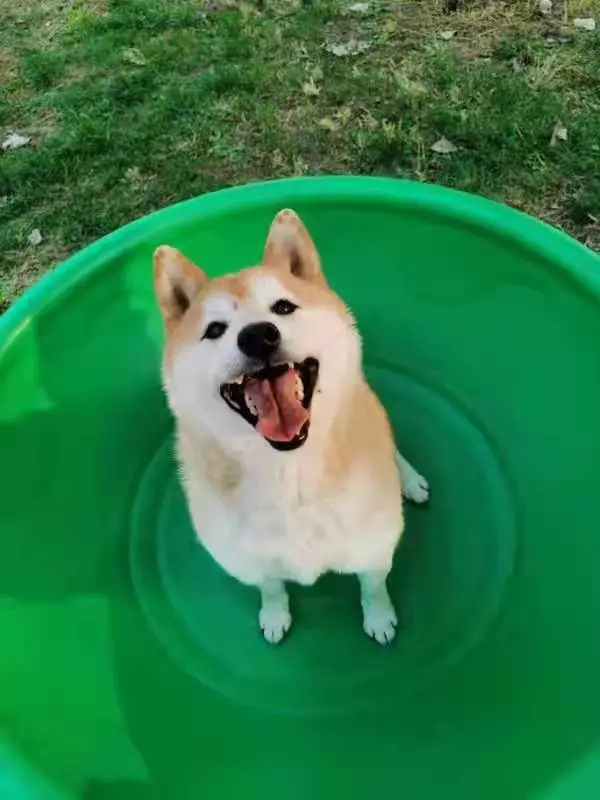 对话拍得柴犬登登的新主人：只是一个想把登登带回家的普通人
