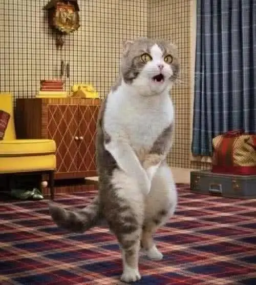 猫咪绝育真的利大于弊吗？绝育的优缺点有哪些？