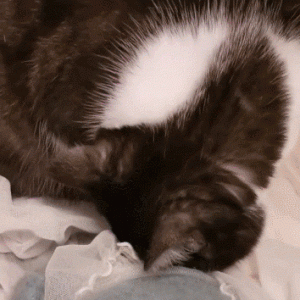 “一到冬天，我家的猫就变成了皮卡丘！”