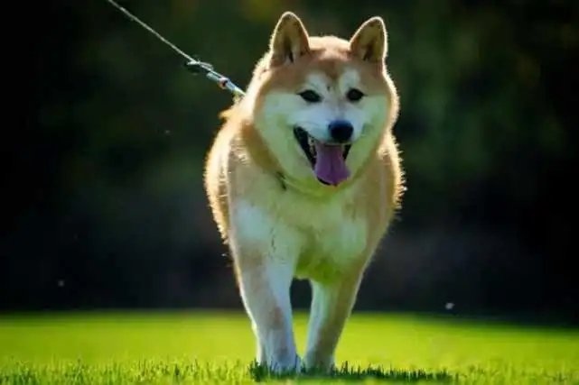 16万拍走网红柴犬：新主人称东拼西凑才缴够尾款