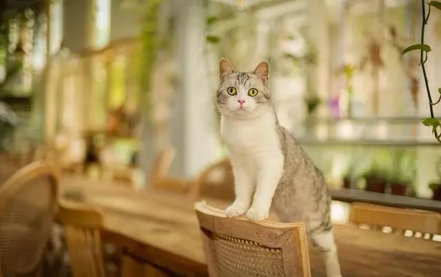 绝育＝养猫骗局？看看20年养猫人怎么说