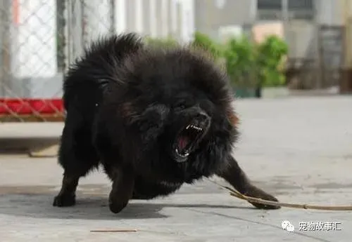 藏獒好养吗？