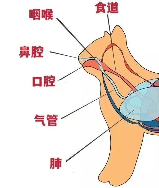 麻醉手术前，我心软给猫咪喂了点罐头，没想到却要了它的命…