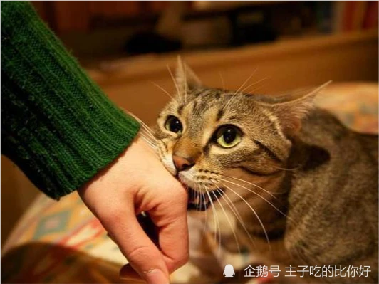 300和3000的猫有什么区别？带你了解阴影下的宠物繁殖行业？