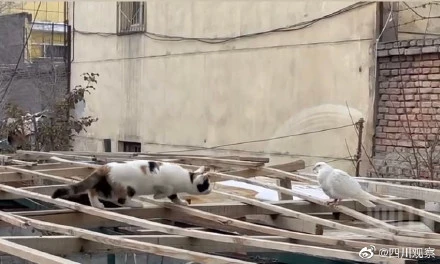结局没想到！猫咪捕猎姿势靠近鸽子亲了一口