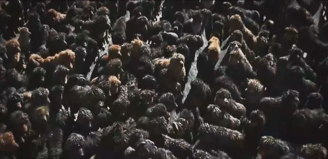 3000万买的藏獒沦为流浪犬后，被运往广西狗肉店