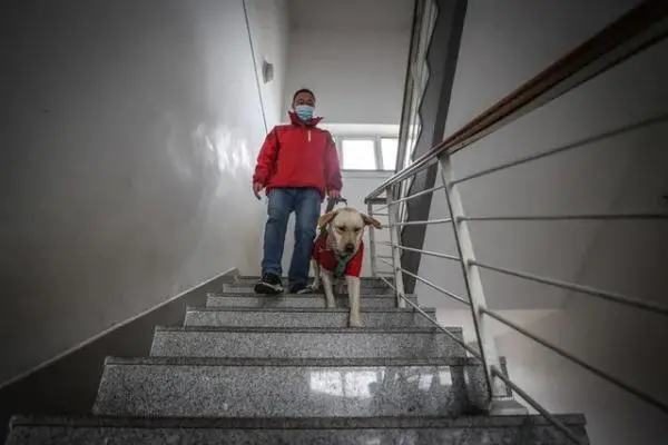 导盲犬是怎样炼成的？