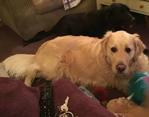 金毛导盲犬因体重超标被送走减肥
