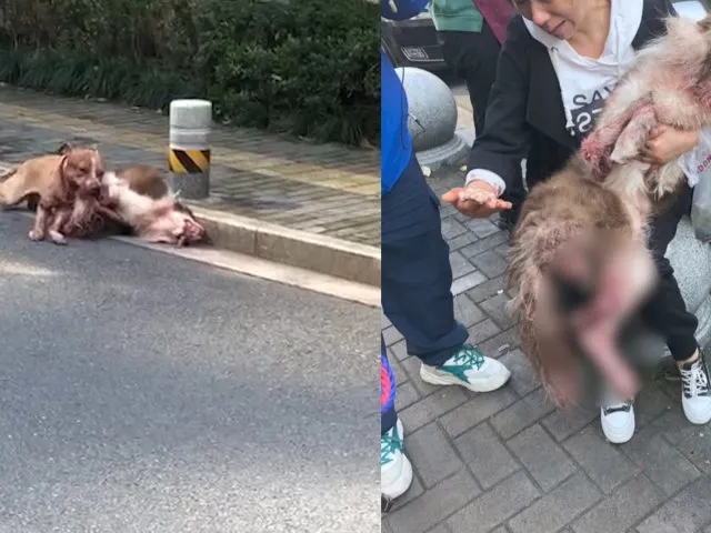 视频：温州比特犬未牵绳，咬得边牧遍体鳞伤