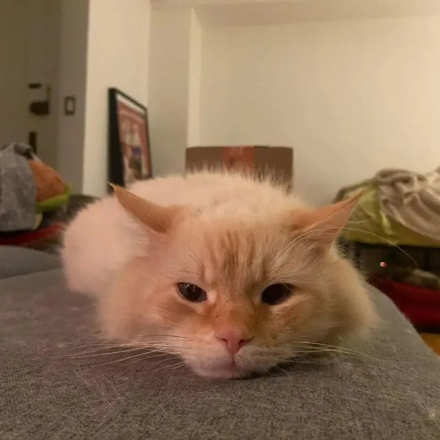 猫趣｜被遗弃的六岁猫咪，情绪低落，在新铲屎官的照料下终于走出阴霾