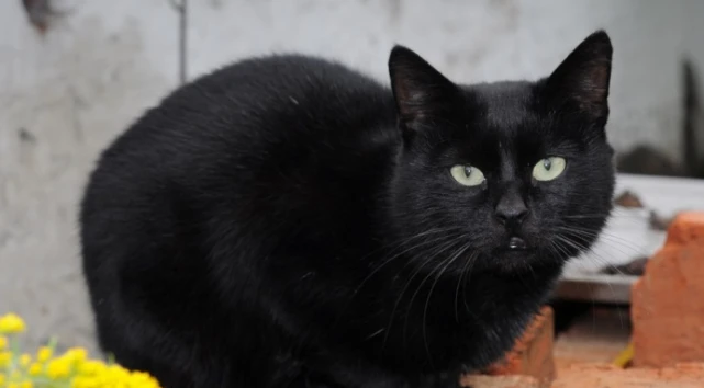 国外5岁宠物猫开窗进行救火 保住主人家财！