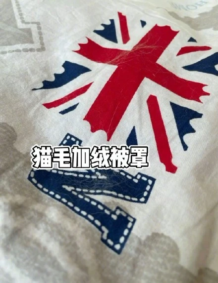 养猫人家里的真实状况
