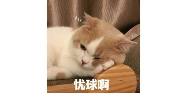 小猫咪乱拉乱尿，你说打它有用嘛！