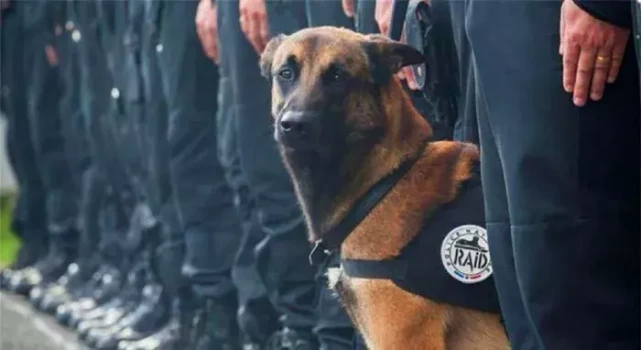老年警犬光荣退役，功勋犬远离安乐风险后，三个去处可供安度晚年