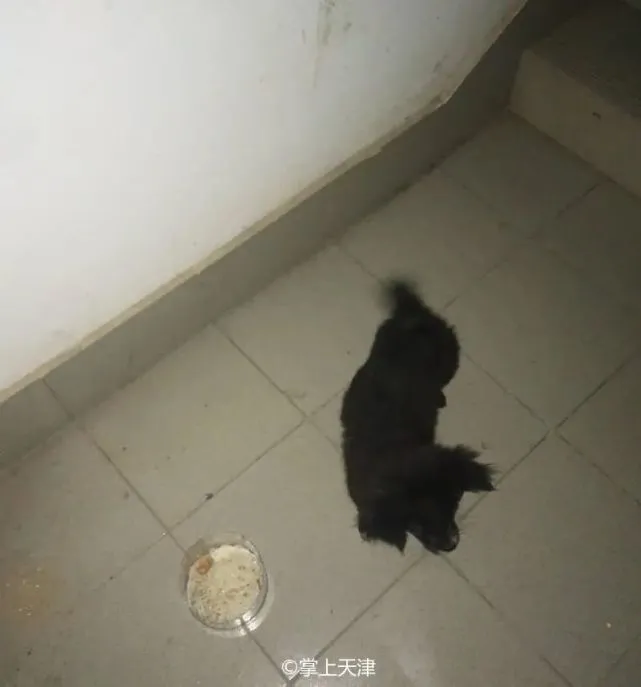 吓一跳！天津一小学对面养了只狗，家长们都绕道走……