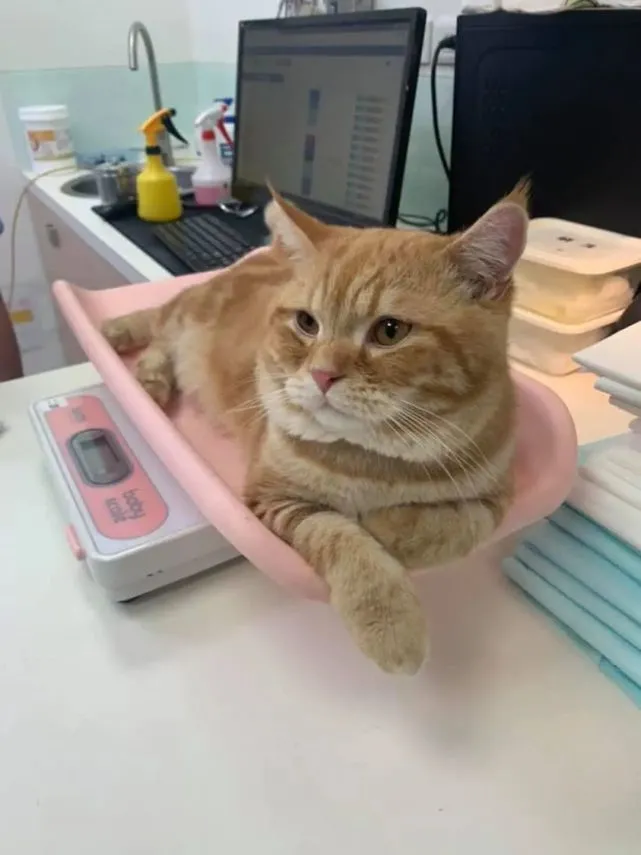 橘猫吃下“纸巾”干呕白泡，呼吸困难，花半年伙食费才救回来