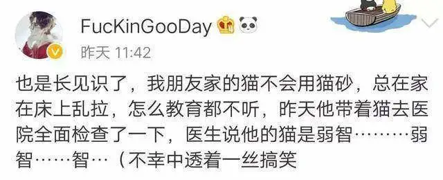 猫咪也有智障？怎样分辨猫咪是真不太聪明，还是故意跟铲屎官作对