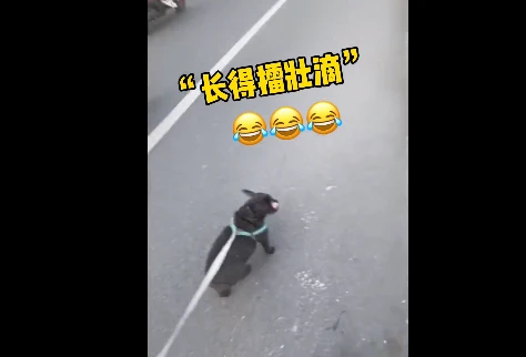 斗牛犬在立交桥上流浪，好心人：给它“找了个班上”