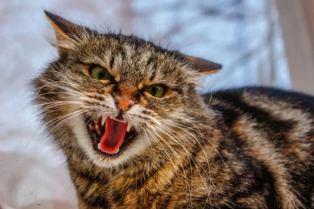 非洲最小的猫，猫科捕猎效率最高的“杀戮机器”，被全世界禁养