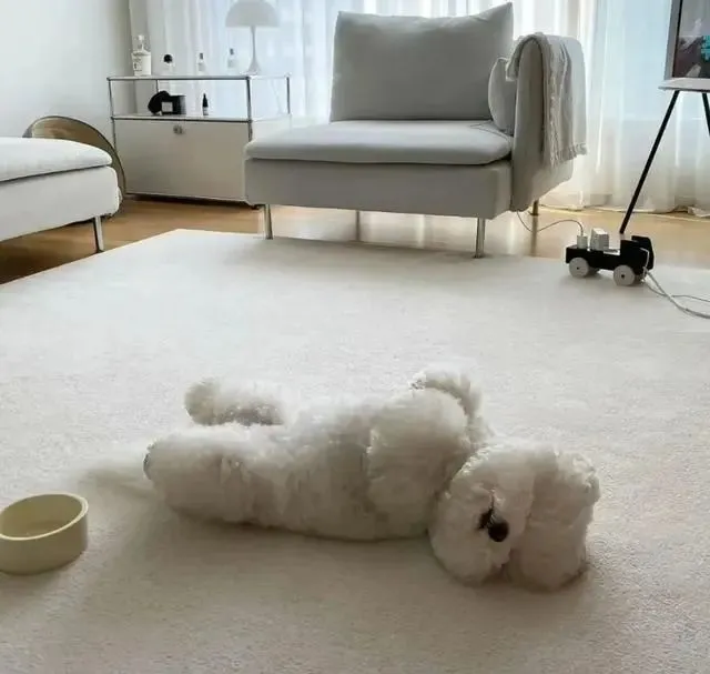 在收容所3个月，被标签为“恶犬”，律师领养后却成了网红